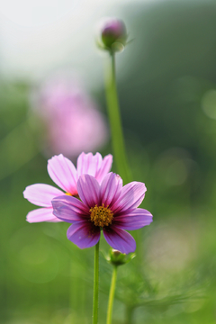 格桑花