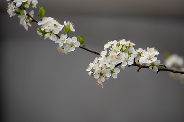 李子花