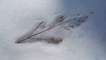 雪地