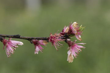 桃花