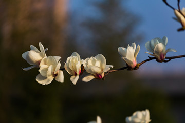 玉兰花