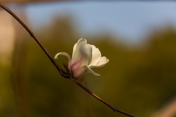 玉兰花