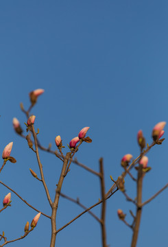 玉兰花