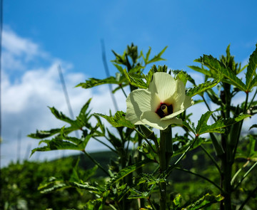 黄秋葵花