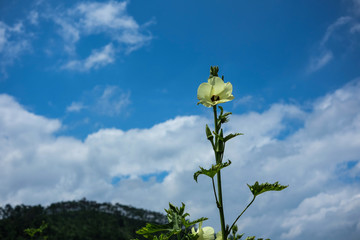 黄秋葵花