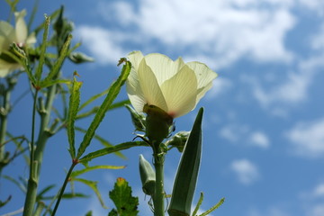 黄秋葵花