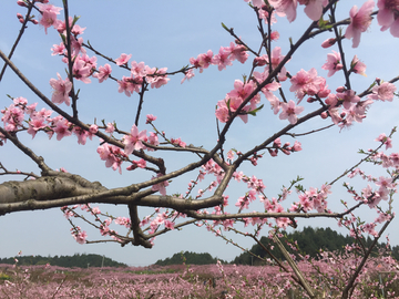 桃花