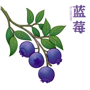 藍莓插圖