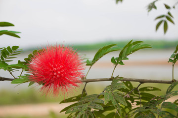 朱缨花