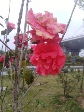 茶花