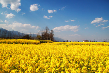 大理油菜花