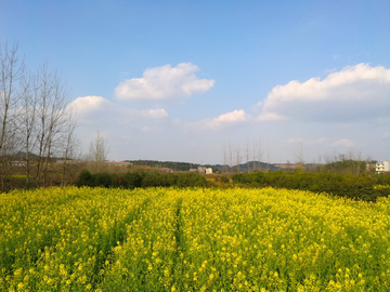 乡村油菜花田