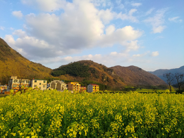 乡村油菜花