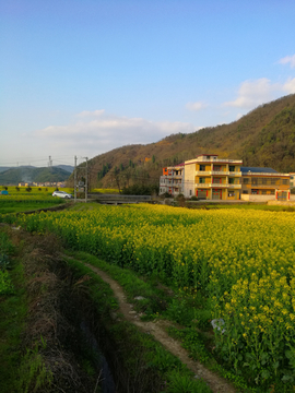 乡村油菜花田