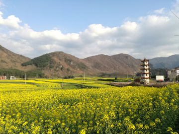 乡村油菜花田