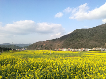 乡村油菜花田