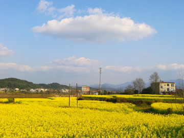 乡村油菜花田