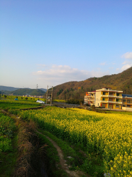 乡村油菜花田