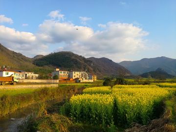 乡村油菜花田