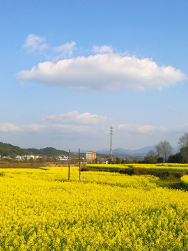 乡村油菜花田