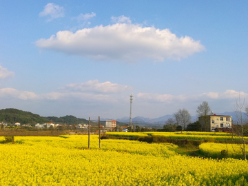 乡村油菜花