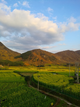 乡村油菜花田