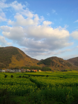 乡村油菜花田