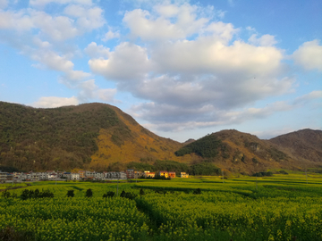 乡村油菜花田