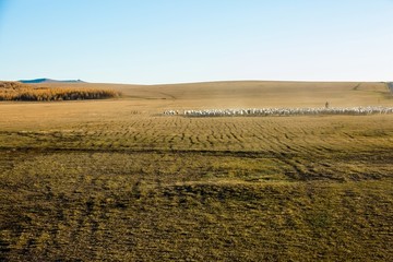 秋季草原羊群牧归