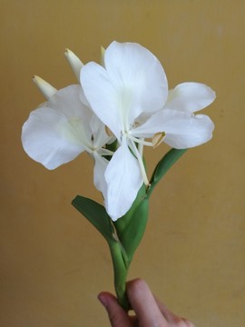 一枝白色的姜花