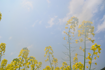 油菜花