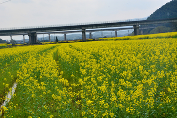 乡村油菜花海