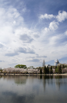 湖光水色樱花天