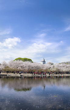 春色北京