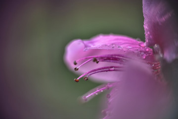 桃花花蕊微距