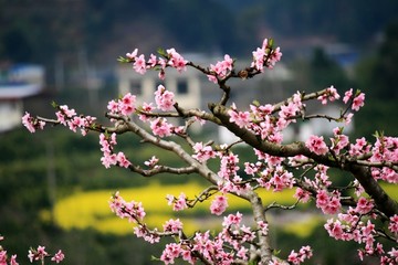 桃花树