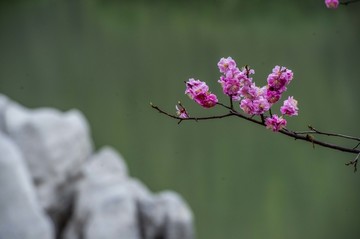 青州范公亭公园鲜花争艳