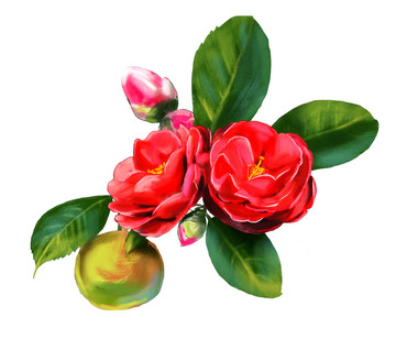 紅花油茶