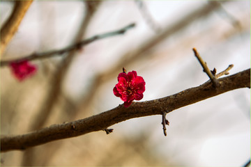 梅花