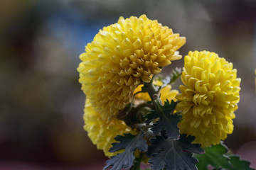 黄菊花