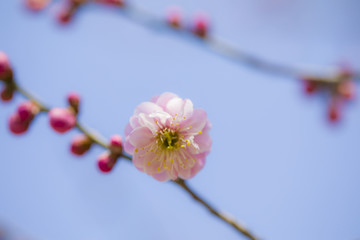 含苞待放梅花特写