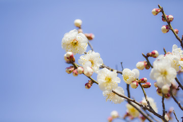 梅花特写