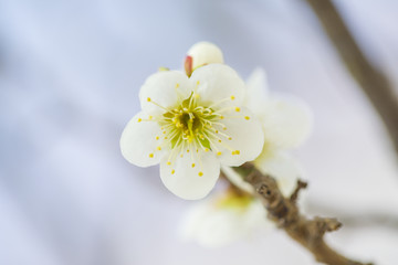 梅花特写