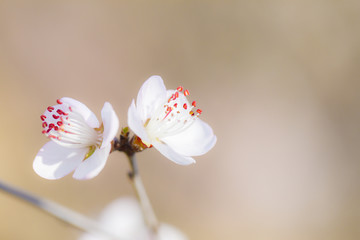 梅花特写