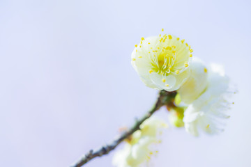 白梅花特写