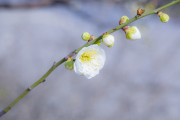 梅花