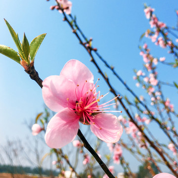 桃花