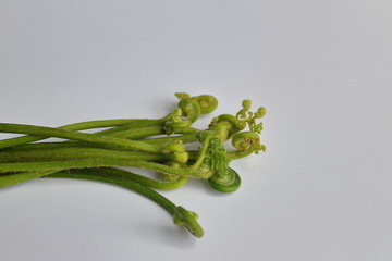 蕨菜龙爪野菜