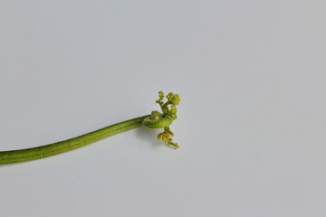 蕨菜野菜