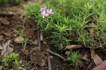 野花